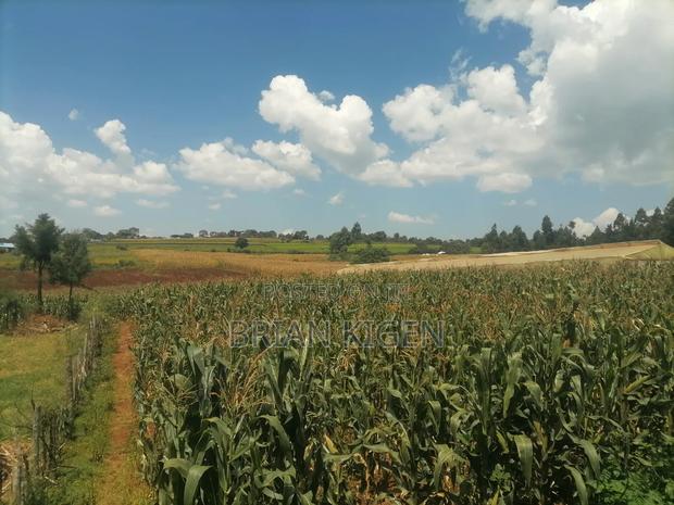 Maize Corn for Silage - thumbnail 2
