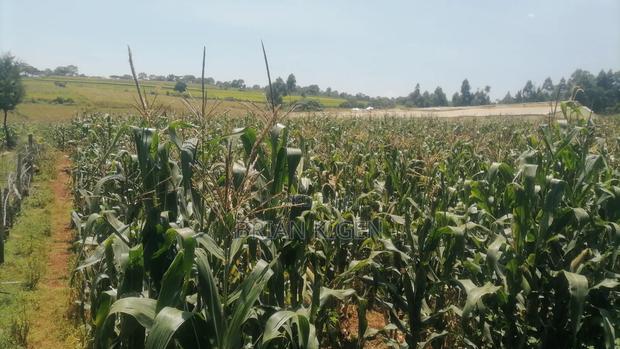 Maize Corn for Silage - thumbnail 3