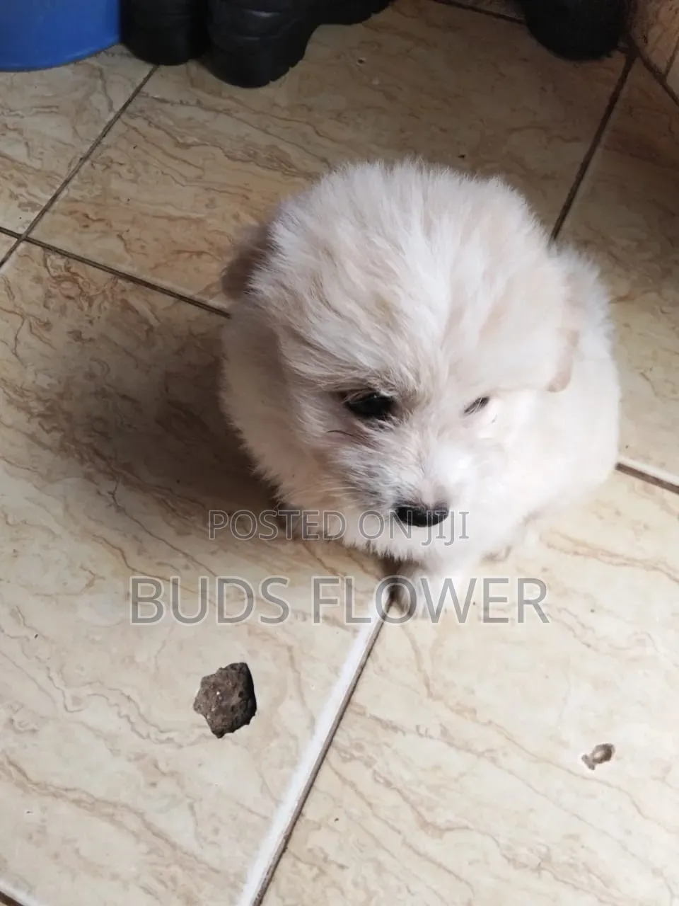 0-1 month Female Purebred Japanese Spitz