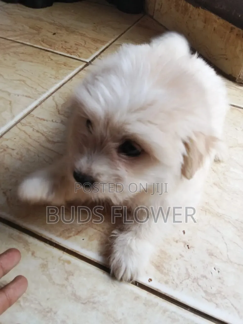 0-1 month Female Purebred Japanese Spitz