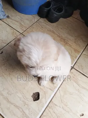 0-1 month Female Purebred Japanese Spitz