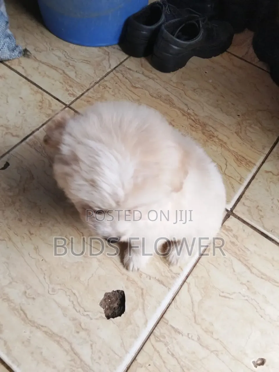 0-1 month Female Purebred Japanese Spitz