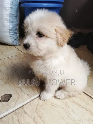 0-1 month Female Purebred Japanese Spitz