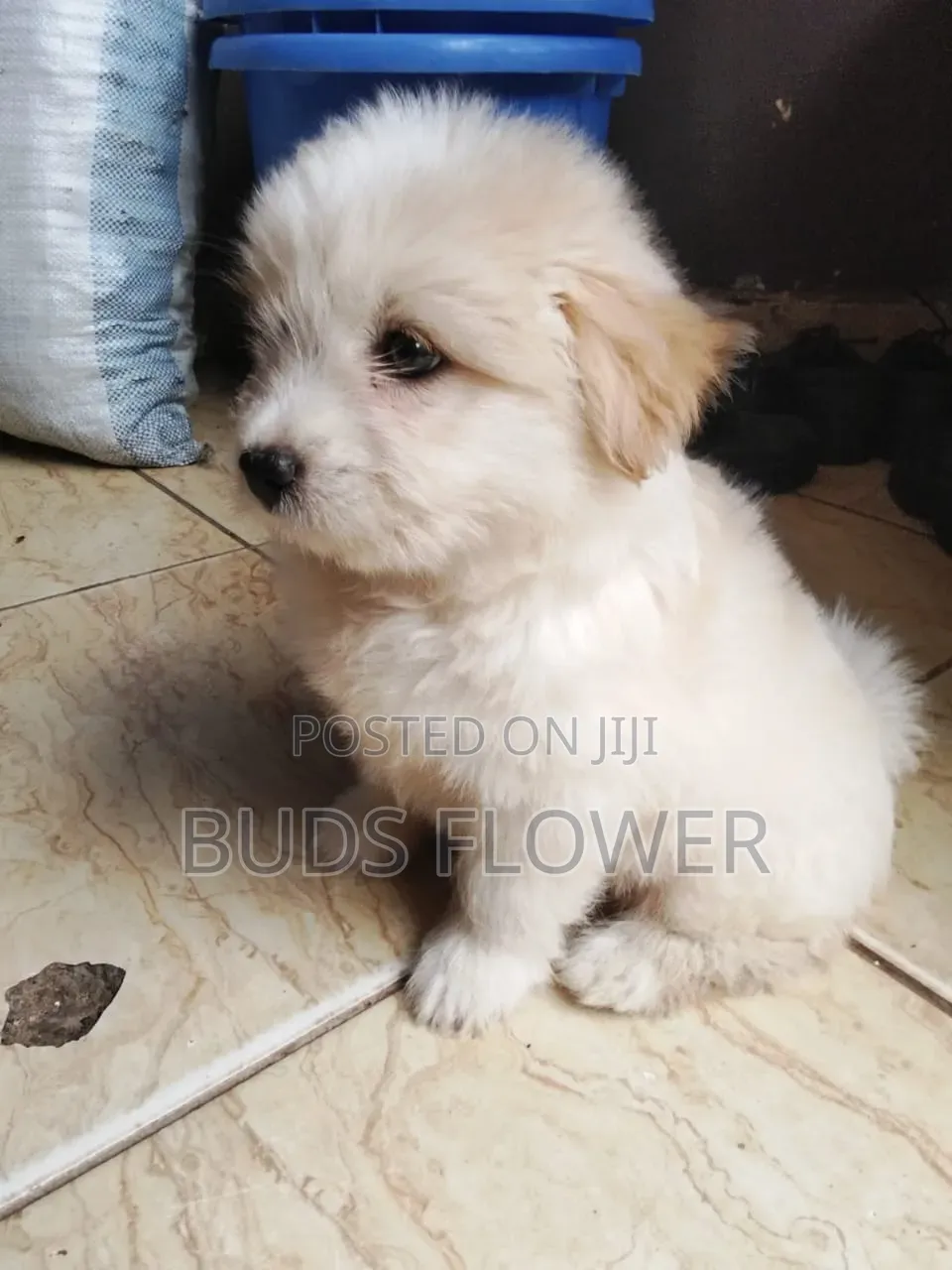 0-1 month Female Purebred Japanese Spitz