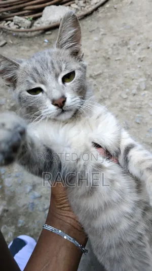 3-6 months Male Mixed Breed Tabby