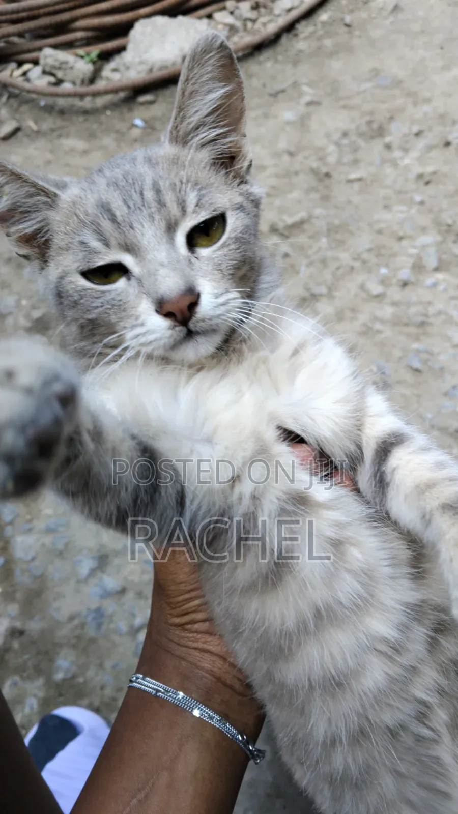 3-6 months Male Mixed Breed Tabby