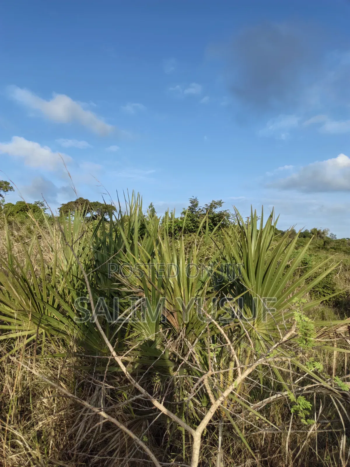 Land on Sale Tiwi Magodzoni 10 Acres 1,500,000/Per Acre