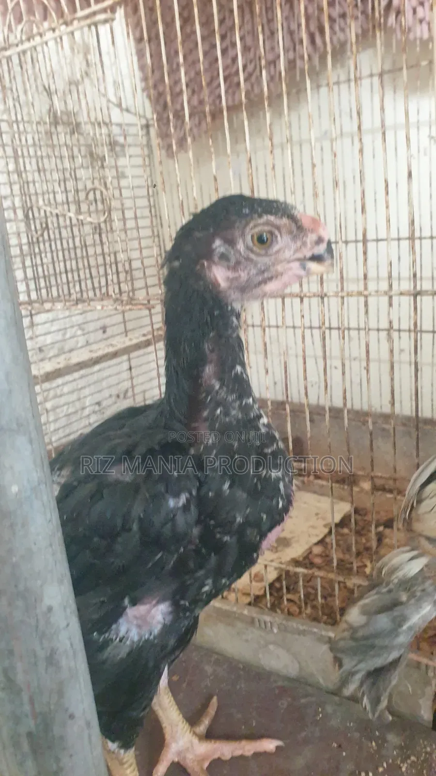Kuchi Chicks