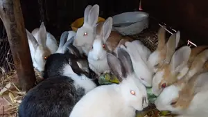 Rabbits for Sale