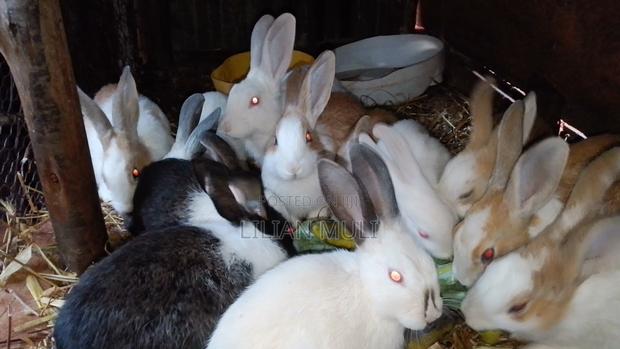 Rabbits for Sale