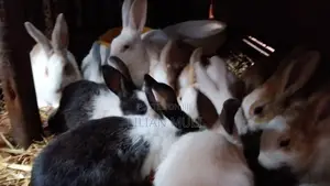 Rabbits for Sale