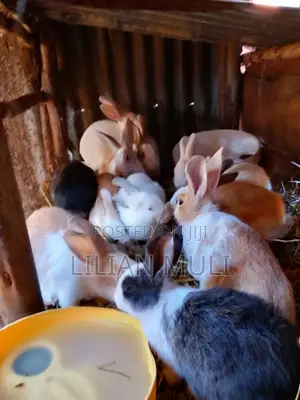 Rabbits for Sale