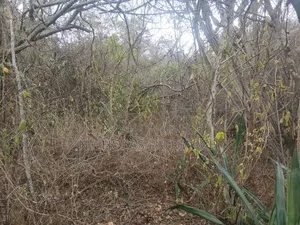 7 Acres Mutomo-Kitui Selling at Per Acre.