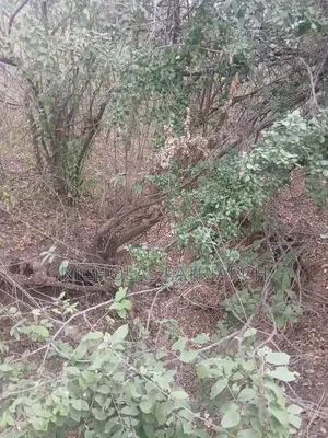 7 Acres Mutomo-Kitui Selling at Per Acre.