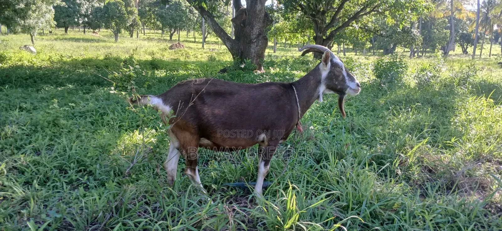 Pure Pregnant She(female)goat Toggenburg for Sale