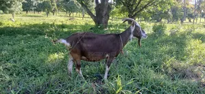Pure Pregnant She(female)goat Toggenburg for Sale