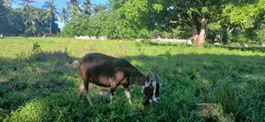 Pure Pregnant She(female)goat Toggenburg for Sale