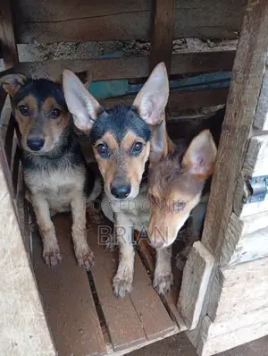 1-3 months Female Purebred German Shepherd