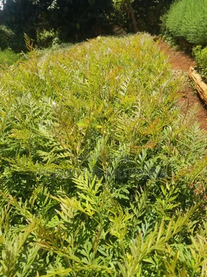 Grevillea Seedlings