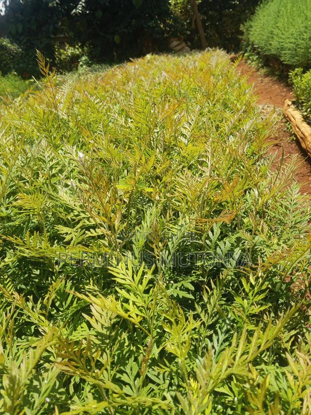 Grevillea Seedlings - main view
