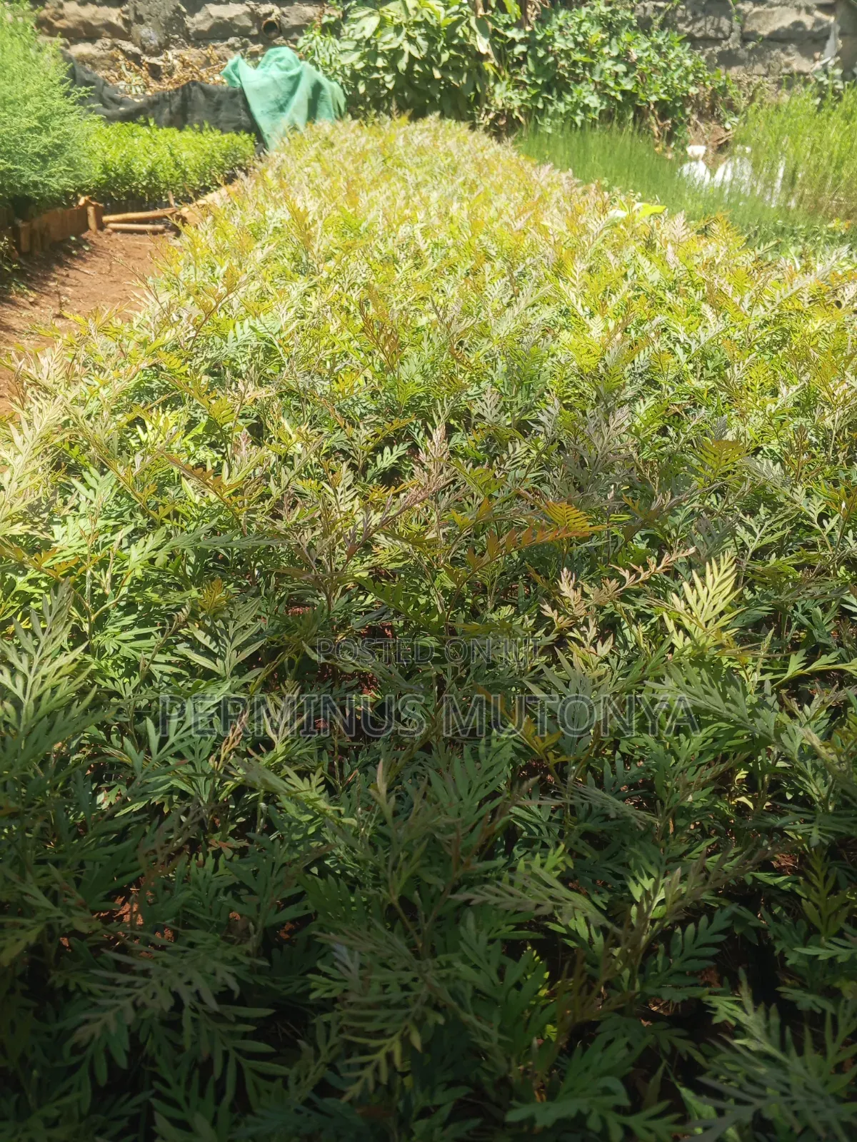 Grevillea Seedlings