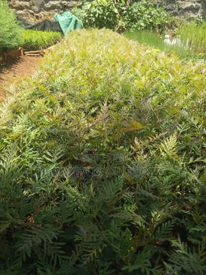 Grevillea Seedlings