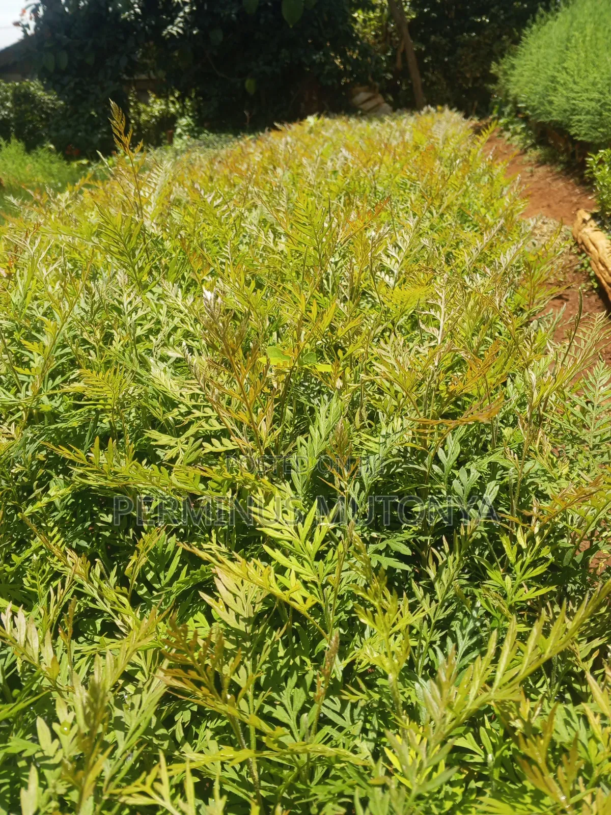 Grevillea Seedlings