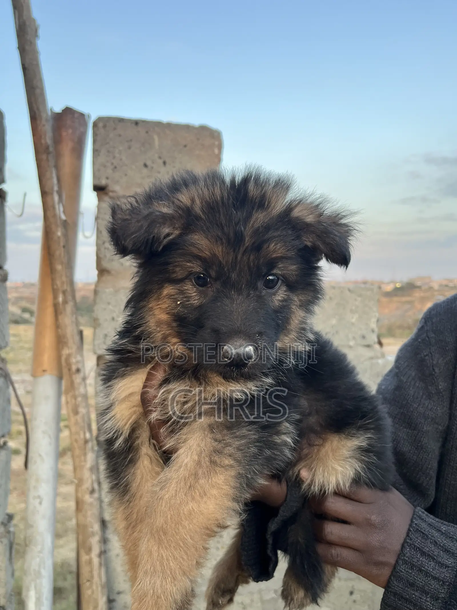 1-3 months Female Purebred German Shepherd