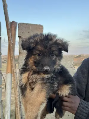 1-3 months Female Purebred German Shepherd