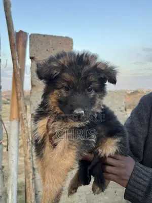 1-3 months Female Purebred German Shepherd