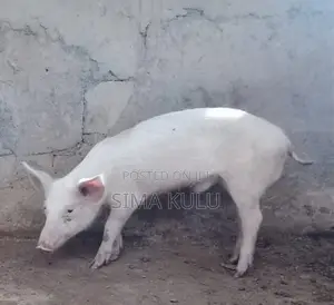 Pigs for Sale