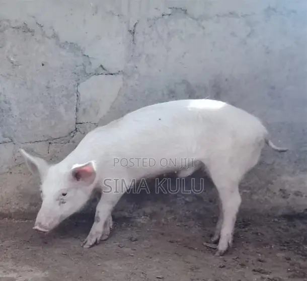Pigs for Sale