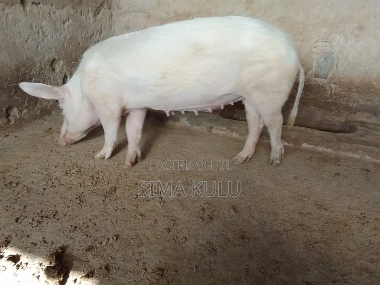 Pigs for Sale