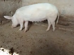 Pigs for Sale