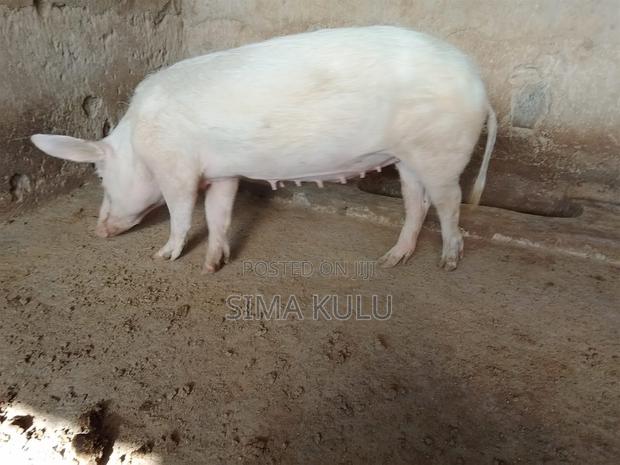 Pigs for Sale - thumbnail 2
