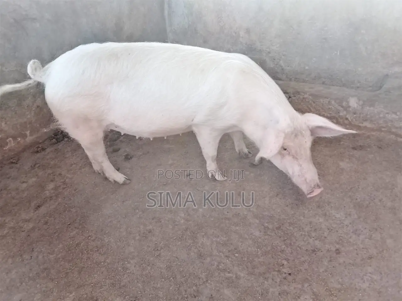 Pigs for Sale