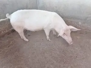 Pigs for Sale