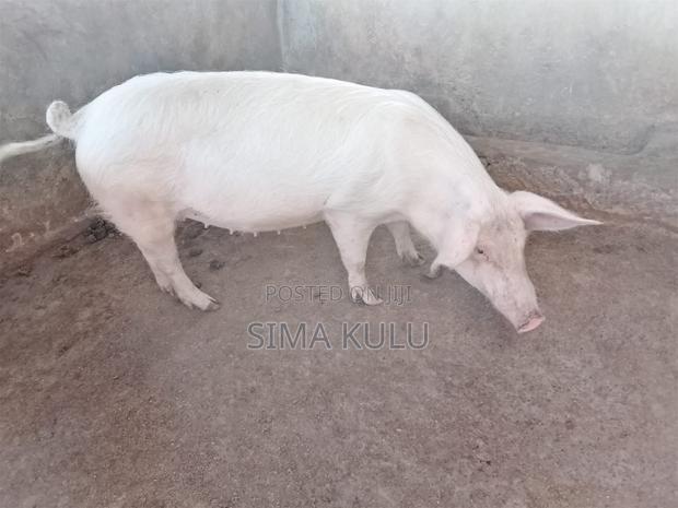 Pigs for Sale - thumbnail 4