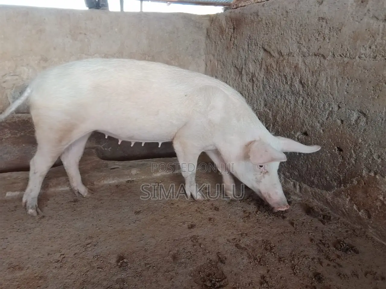 Pigs for Sale