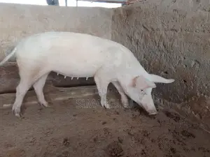 Pigs for Sale