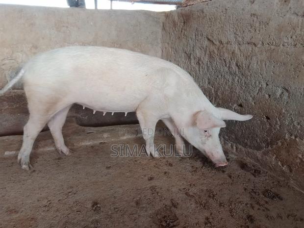 Pigs for Sale - thumbnail 3