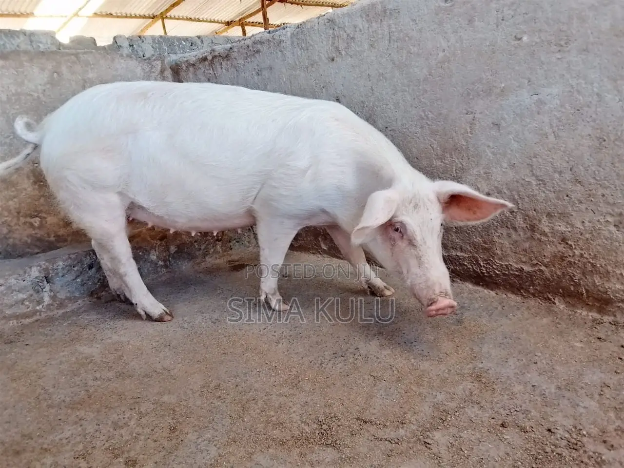 Pigs for Sale
