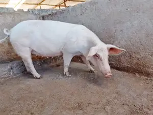 Pigs for Sale