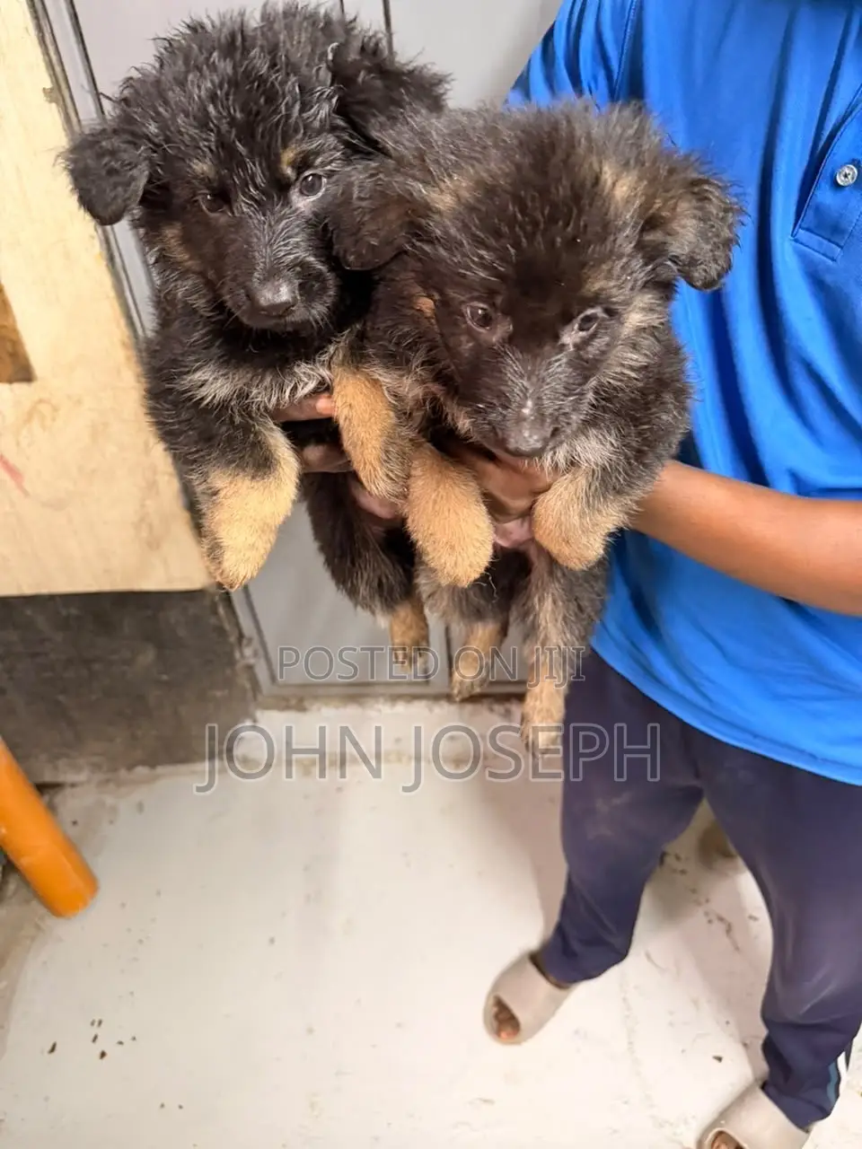 1-3 months Male Purebred German Shepherd