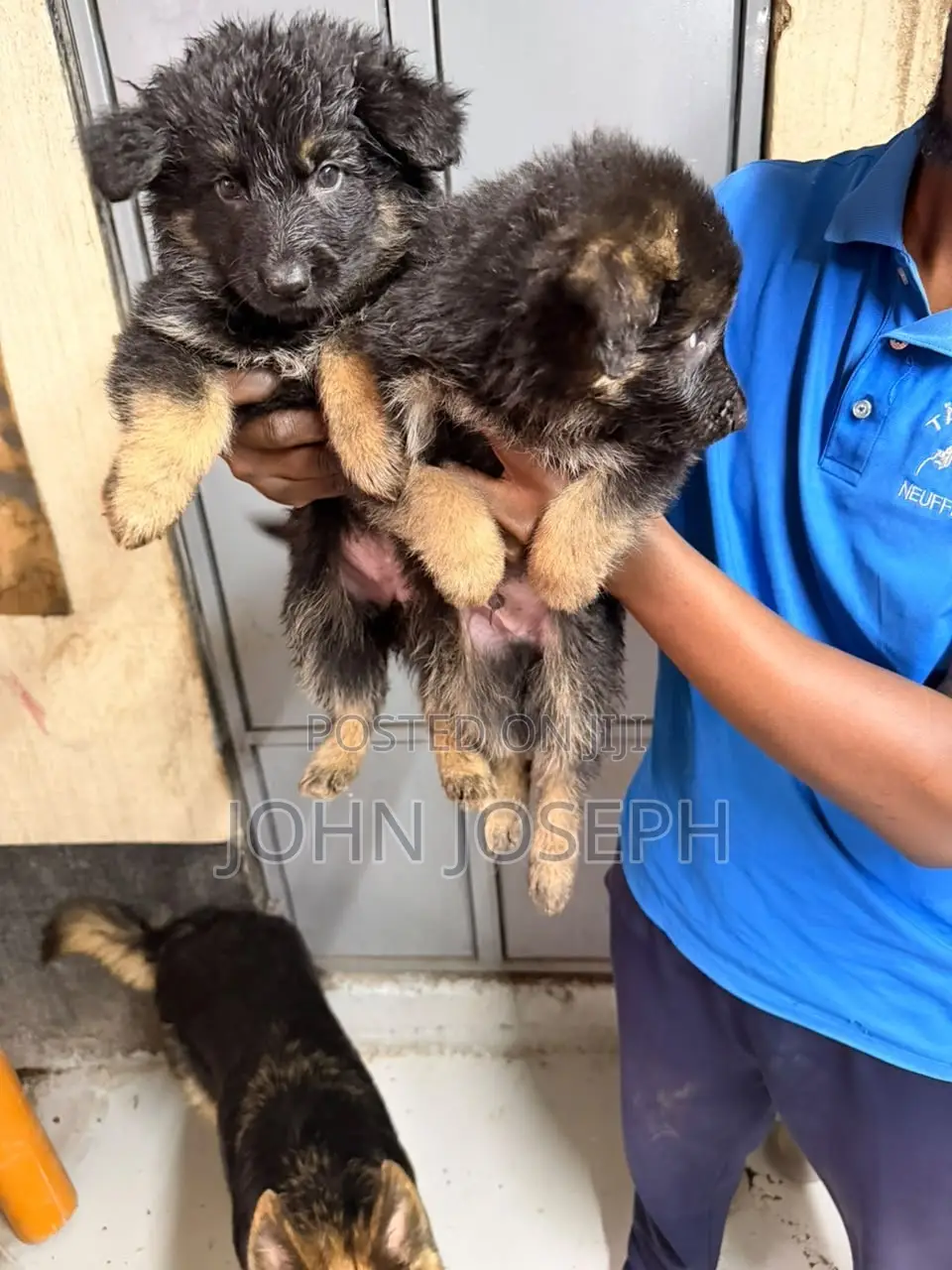 1-3 months Male Purebred German Shepherd