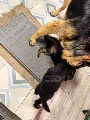 1-3 months Male Purebred German Shepherd