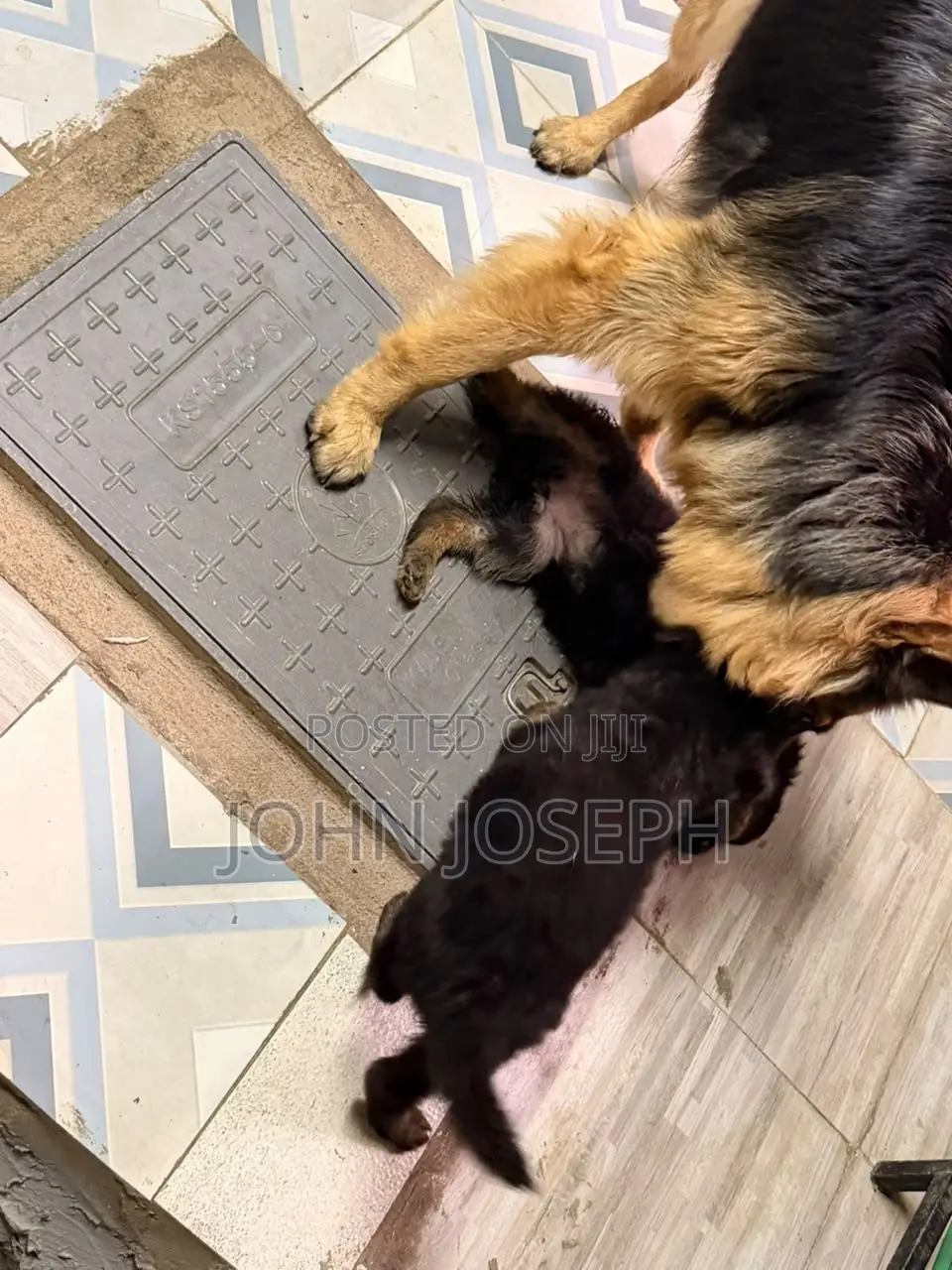 1-3 months Male Purebred German Shepherd