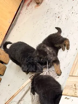 1-3 months Male Purebred German Shepherd