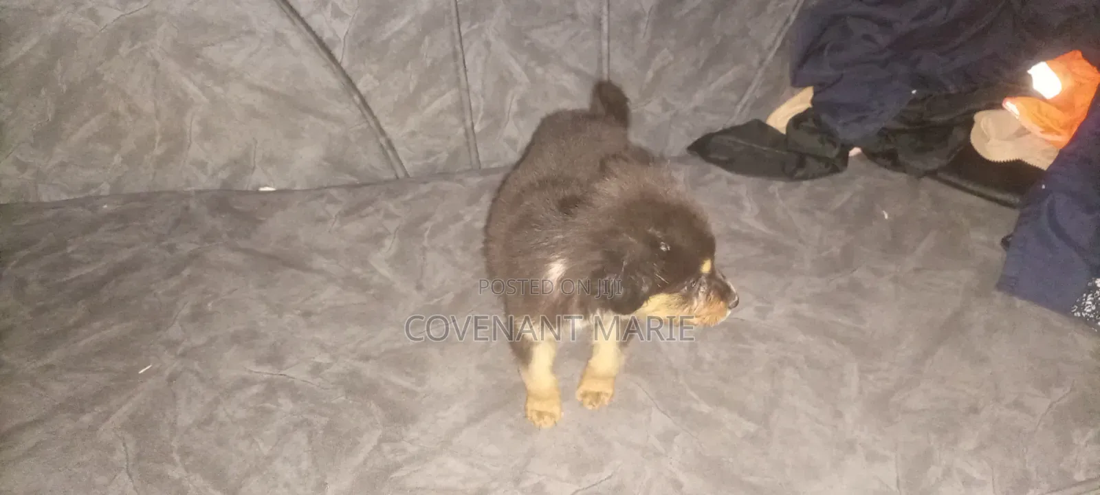 1-3 months Male Purebred Rottweiler