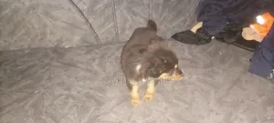1-3 months Male Purebred Rottweiler
